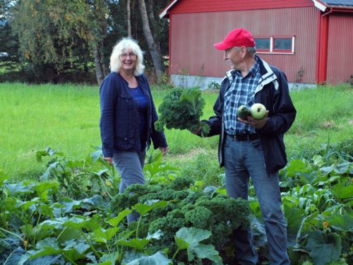 Austrått CSA, Austrått agrotourism, gårdsturisme, organic agriculture, two persons standing in a vegetable field, enjoying the sight of delicious vegetables