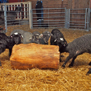 Norsk Pelssau, Austrått agrotourism, six lambs of the breed Norsk pelssau is playing with a piece of a tree trunk in the barn