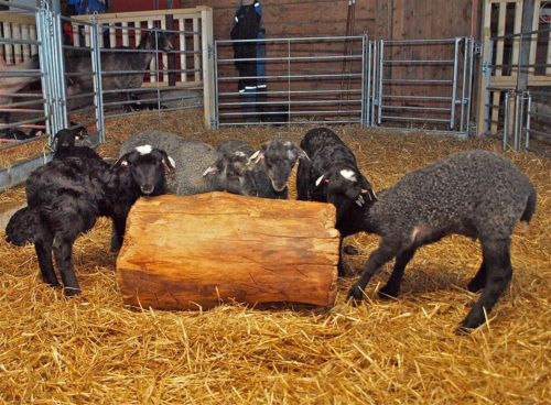 Norsk Pelssau, Austrått agrotourism, six lambs of the breed Norsk pelssau is playing with a piece of a tree trunk in the barn