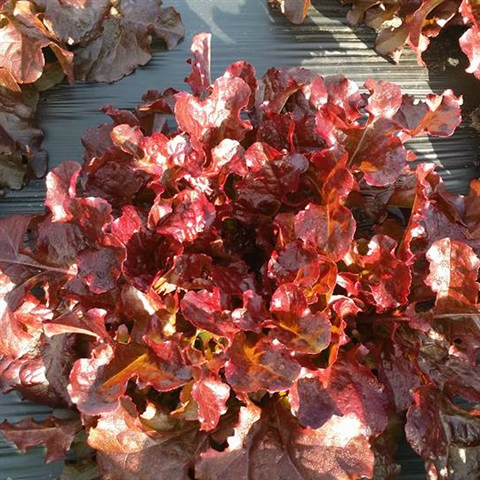 Austrått agrotourism, Austrått CSA, a big red Oakleaf lettuce