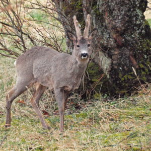 Austrått, Austrått agrotourism, animal life, a roe deer buck standing i front of a tree, looking at the camera