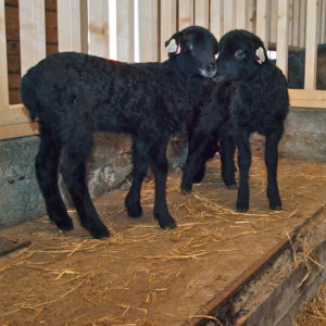Norsk pelssau, Austrått agrotourism, two black lambs of the breed Norsk Pelssau standing on an elevation
