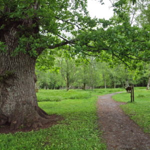 Austrått, Austråttlunden, the Austrått grove, a big oak to the left beside a path