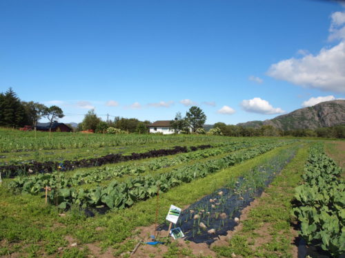 Austrått CSA, Austrått agrotourism. healthy food, onion and salad planted in a biodegradable weed barrier of corn