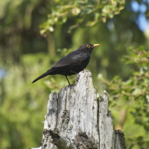 Austrått, Austrått agrotourism, birdwatching at Austrått, a male Blackbird sitting in the top of a dry tree