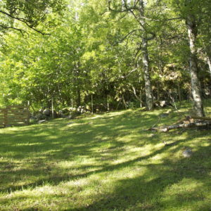Norsk Pelssau, Austrått agrotourism, a groove surrounded by trees, short grass because of grazing sheeps