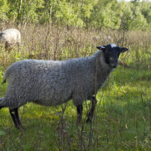 Austrått agrotourism, Norsk Pelssau, Lamb of the breed Norsk Pelssau on pasture.