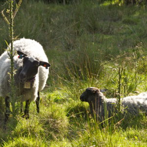 Norsk pelssau, Austrått agrotourism, grazing sheep with her lamb lying beside her