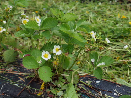 Austrått CSA, Austrått agrotourism, strawberry plant in flower