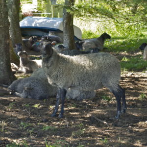 Austrått agrtourism, Norsk Pelssau, some sheeps of the breed Norsk Pelssau i relaxing in the shadow of some trees