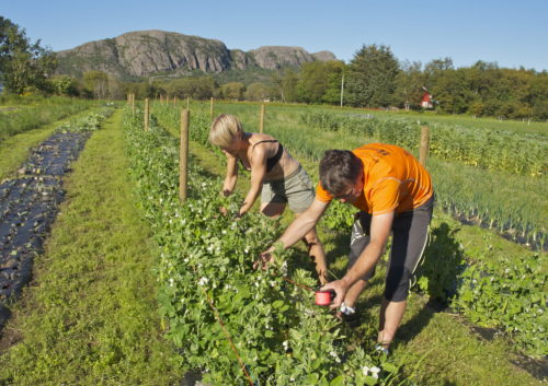 Austrått CSA, Austrått agrotourism, healthy food, two persons stretching a string to tie up the snow peas.