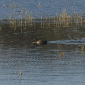 Wigeon, The Lake of Rusaset, Ørland, Austrått agrotourism, a wigeon female swimming in a lake, sunny weather