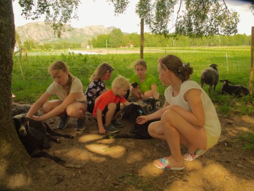 Ørland, Austrått agrotourism, norwegian pelt sheep, a group of children caresses some lambs