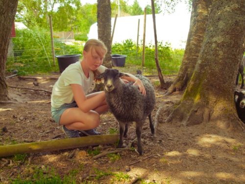Ørland, Austrått agrotourism, young girl caresses a lamb