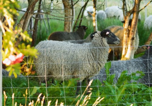 Ørland, Austrått agrotourism, lamb of the sheep race norwegian pelt sheep, grey, curly pelt grå, krøllet pels og svart hode sett fra siden,
